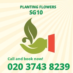 SG10 patio plants Hoddesdon