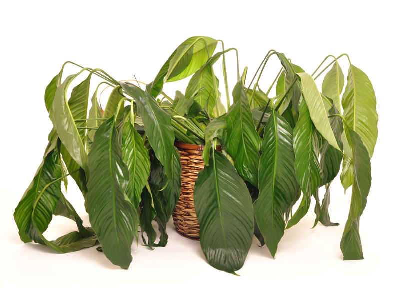 plants