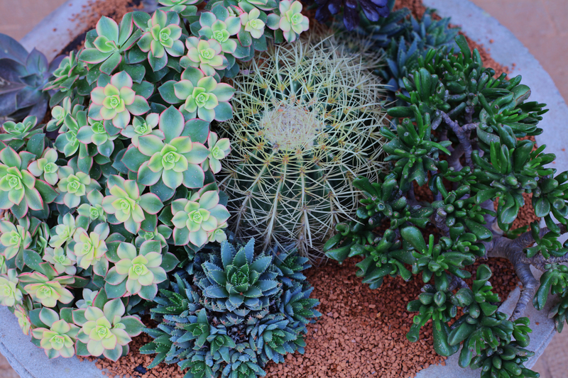 plants Gardening