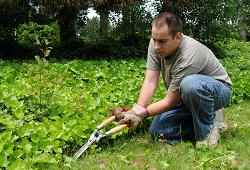 lawn and garden maintenance St Albans