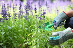 AL1 yard care