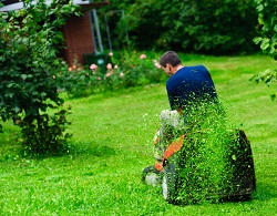CM22 hedge trimming cutting Bishop's Stortford