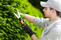 twigs removal in EN2