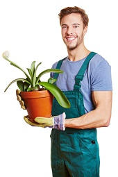 small hedges maintenance RM19