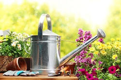 control weeds in Collier Row