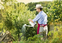 lawn and garden maintenance Woodlands
