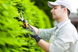 Hanworth weeding and pollarding TW13