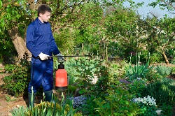 lawn mowing Forestdale