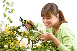 Riddlesdown lawn and garden maintenance