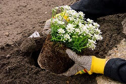 NW9 planting flowers The Hyde