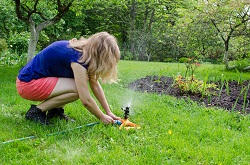 Vauxhall bush and shrub planting